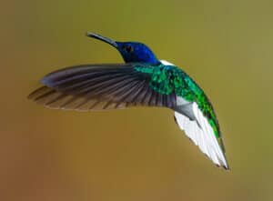 flying-blue-and-green-humming-birf