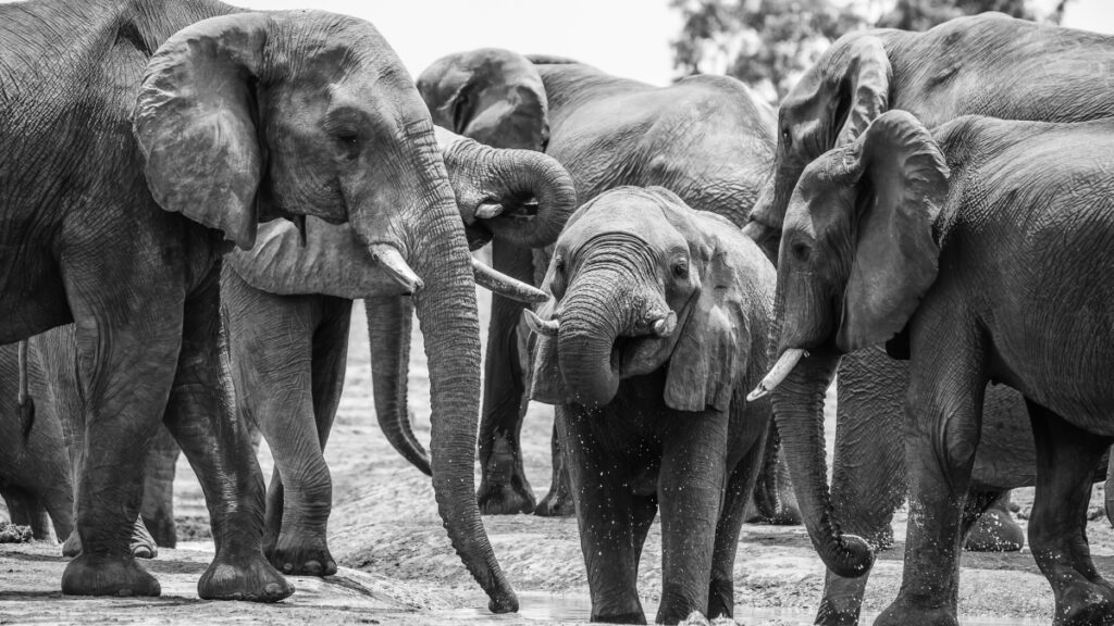 wildlife-photography-elephants