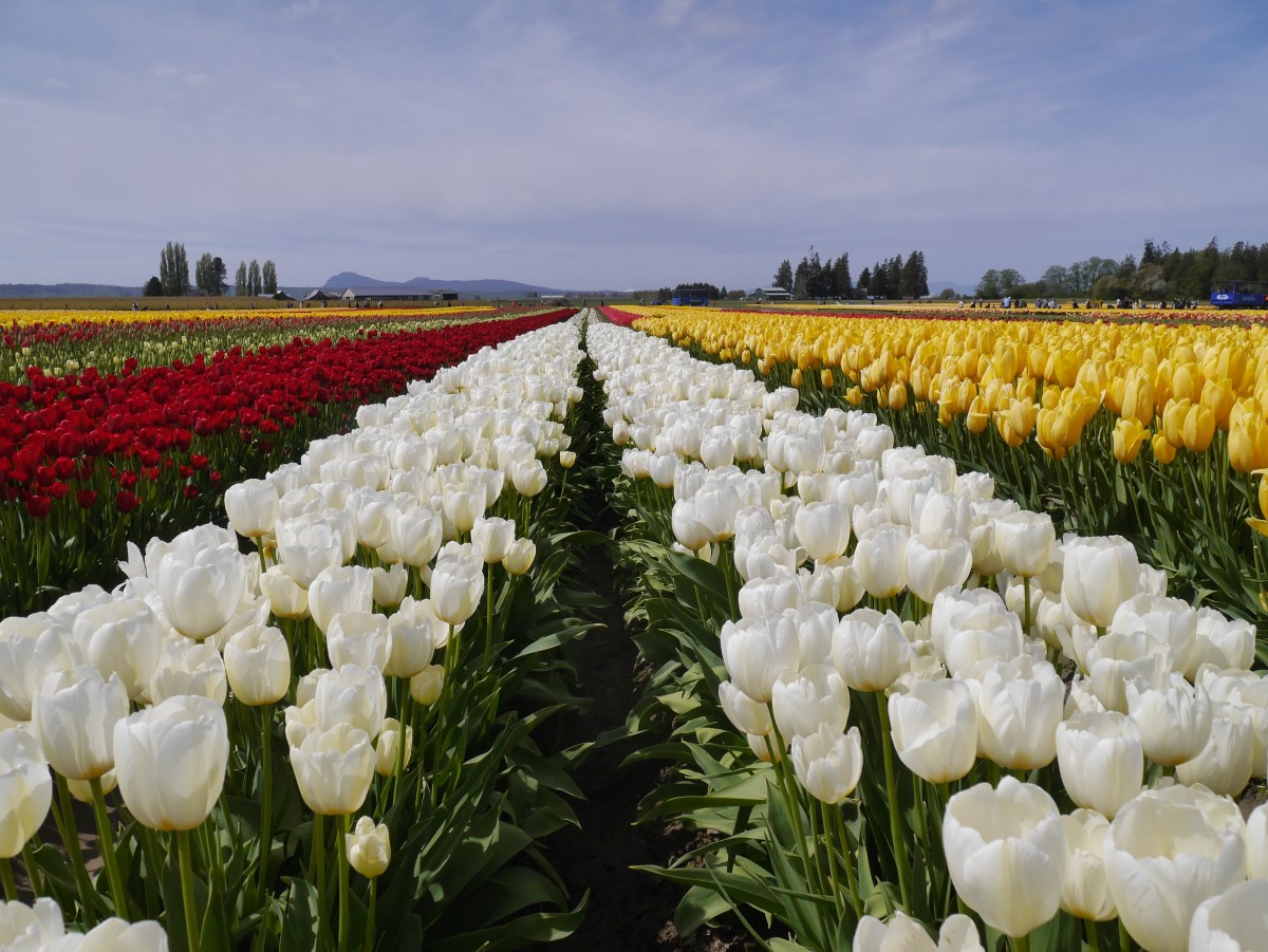 LEADING LINES WHITE TULIPS