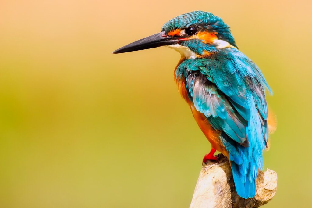 RULE-OF-THIRDS-KINGFISHER