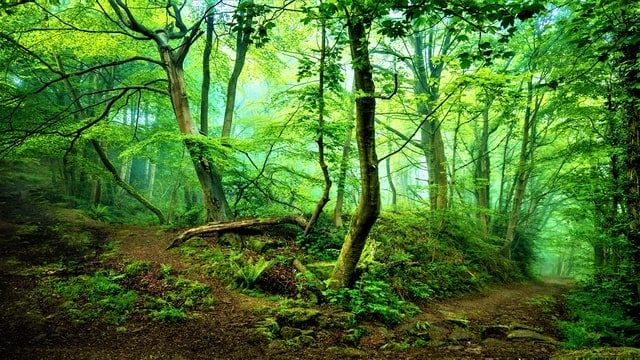 green-forest