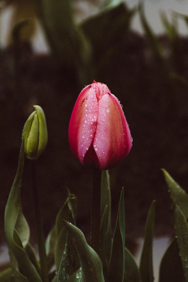 pink-tulip- flower-photography