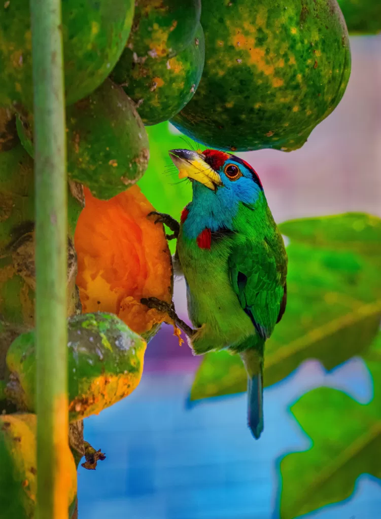colourful nature-bird