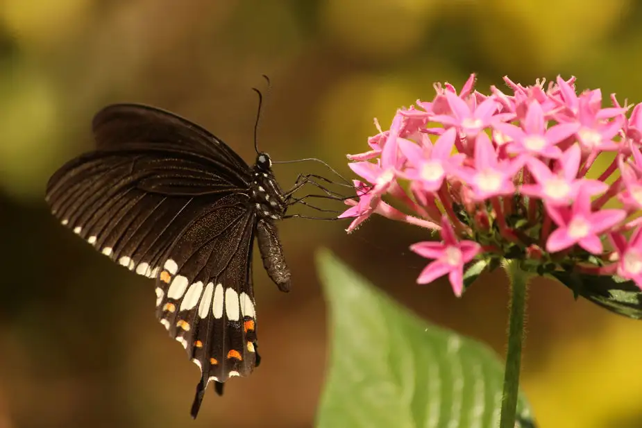 pink flower with butterfly