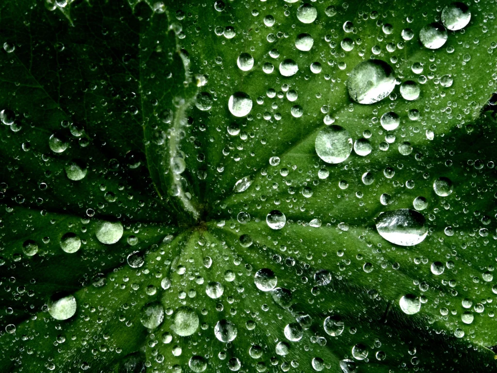 green-leaves-dewdrops-water-droplets